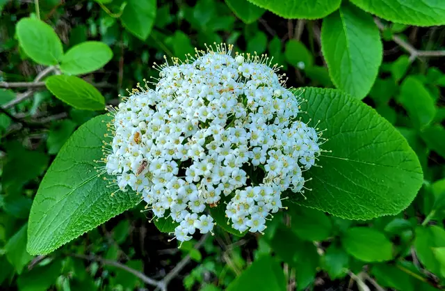 Wilder (gemeiner Schneeball) 
Einheimisches, insektenfreundliches Gehölz | Foto: Andrea Abt 