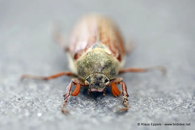 Foto: Klaus Eppele