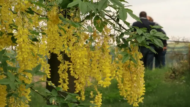 Ein stiller Moment im Frühlingsgrün.
Zwischen leuchtend gelben Blüten scheint die Zeit für einen Augenblick stillzustehen. Im Hintergrund genießt ein Paar die Ruhe der Natur — ein kleiner, fast unbeobachteter Moment voller Nähe mitten im Alltag.
 | Foto: Liubov Arnold