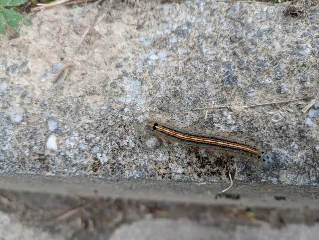 Prozessionsspinner‑Raupe – sehr wahrscheinlich der Ringelspinner (Malacosoma neustria) | Foto: Selbstgemachtes Foto