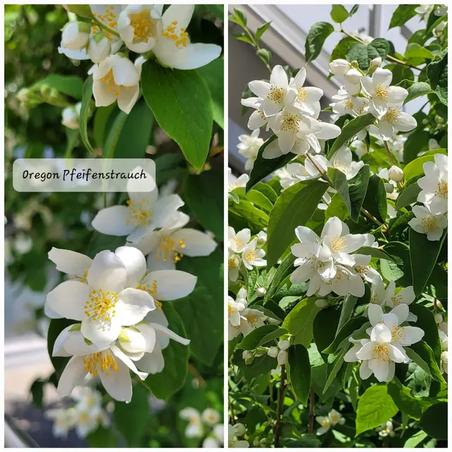 Oregon Pfeifenstrauch - auch: Amerikanischer Jasmin  | Foto: Andrea Abt