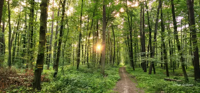 Sonnenuntergang im Wörther Wald | Foto: Orhan Özdemir