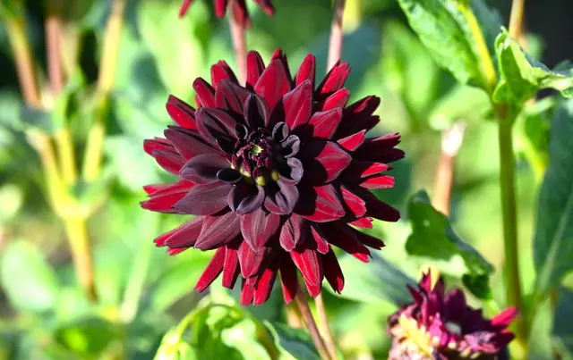Dahlia | Foto: Andrea Abt