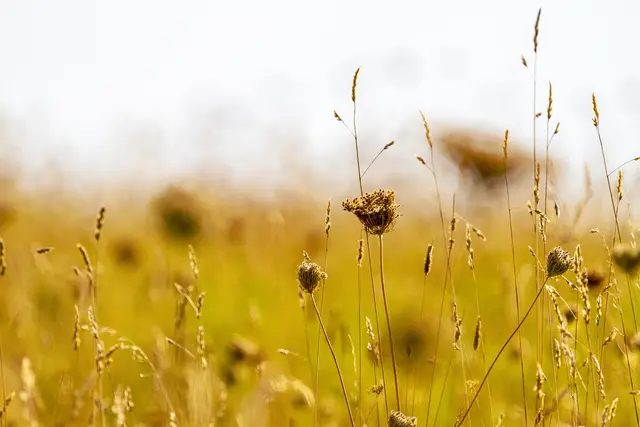 Goldener September-Abend auf dem Feld zwischen »Lange Ahnung« und »Kapellen Ahnung«, auf der Höhe zwischen Eppenbrunn und Imsbacherhof, unweit der Wendelinus-Kapelle. | Foto: Dominic Maginot
