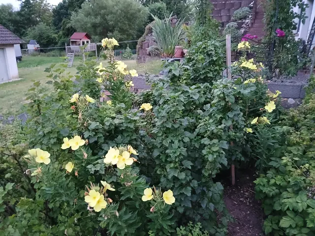 Mein Garten mit blühenden Nachtkerzen | Foto: Ulrike Schmitt 