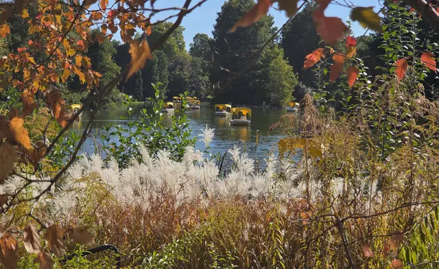 Goldener Herbst im Luisenpark 
Blick auf den Kutzerweiher  | Foto: Petra Dehn,  67158 Ellerstadt,  Portugieserring 9