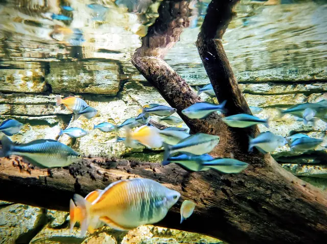 Ruhe
Blick ins Aquarium 
Luisenpark  Mannheim  | Foto: Petra Dehn, Ellerstadt 