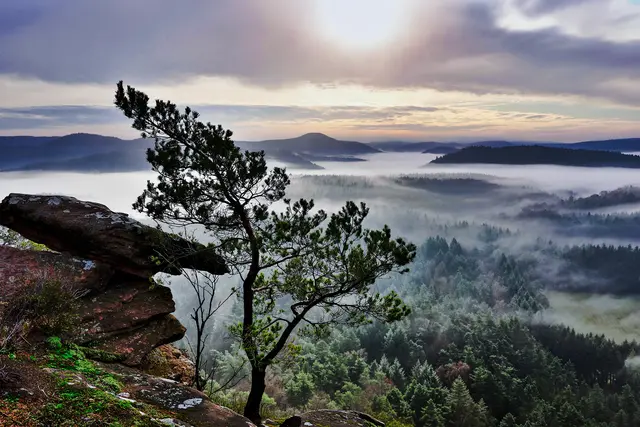 Pfälzer Wald im Nebel | Foto: Johann-Peter Melder