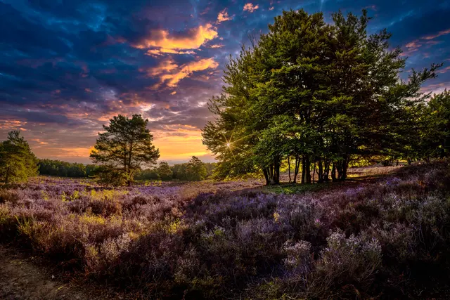 Sonnenaufgang in der Mehlinger Heide | Foto: Johann-Peter Melder