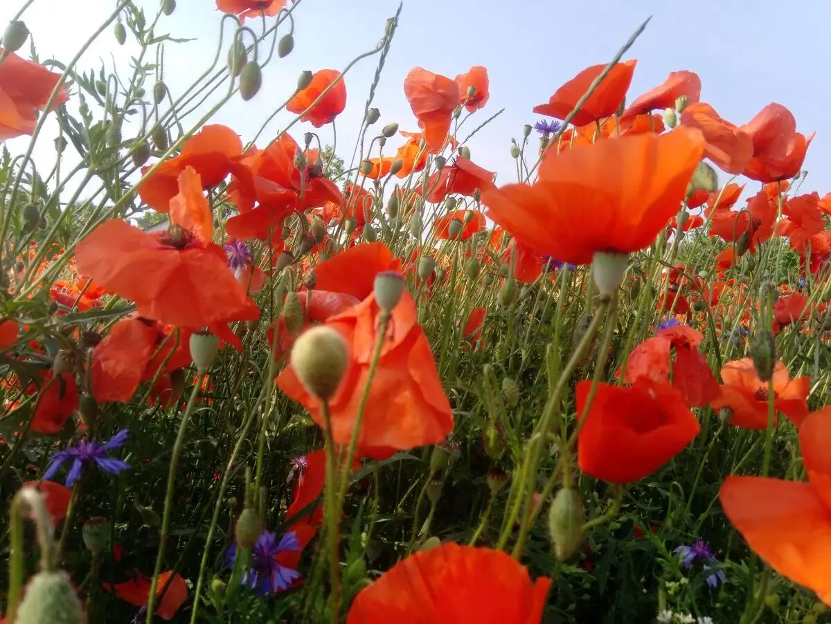 Bild von Karin Hoffmann